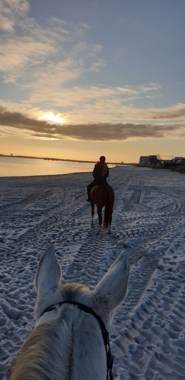 Ausritt am Ostseestrand im Abendlicht