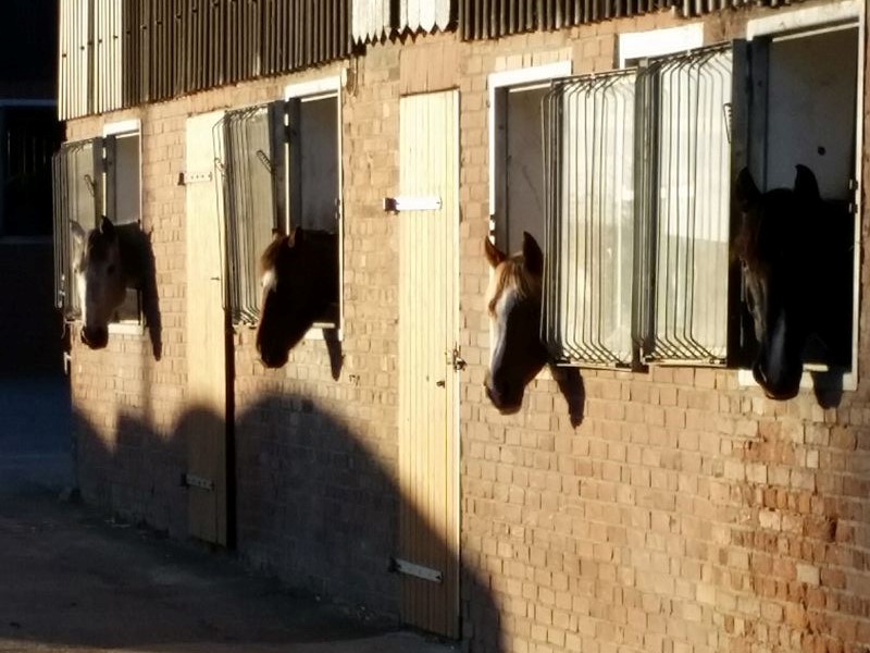Vier Pferde schauen abends aus ihren Fensterboxen