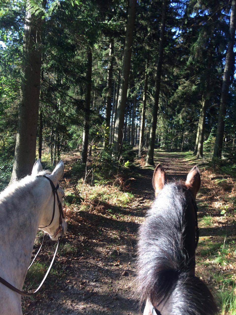 Ausritt durch den Wald am Großensee