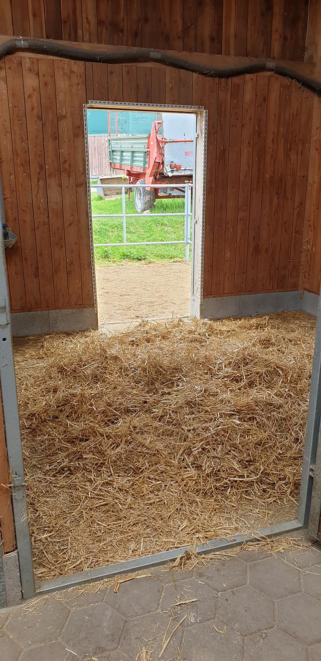 Große Paddockbox mit Blick nach draußen