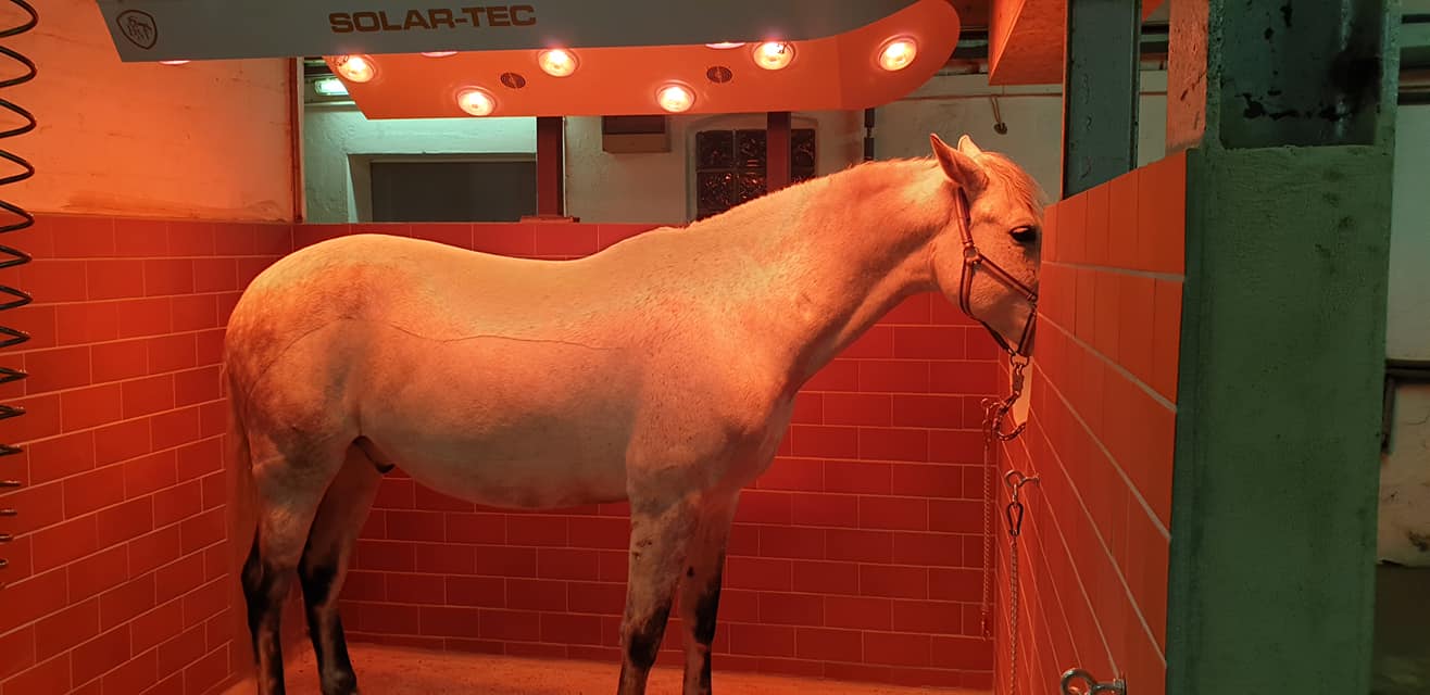 Pferd unter der Solariumslampe
