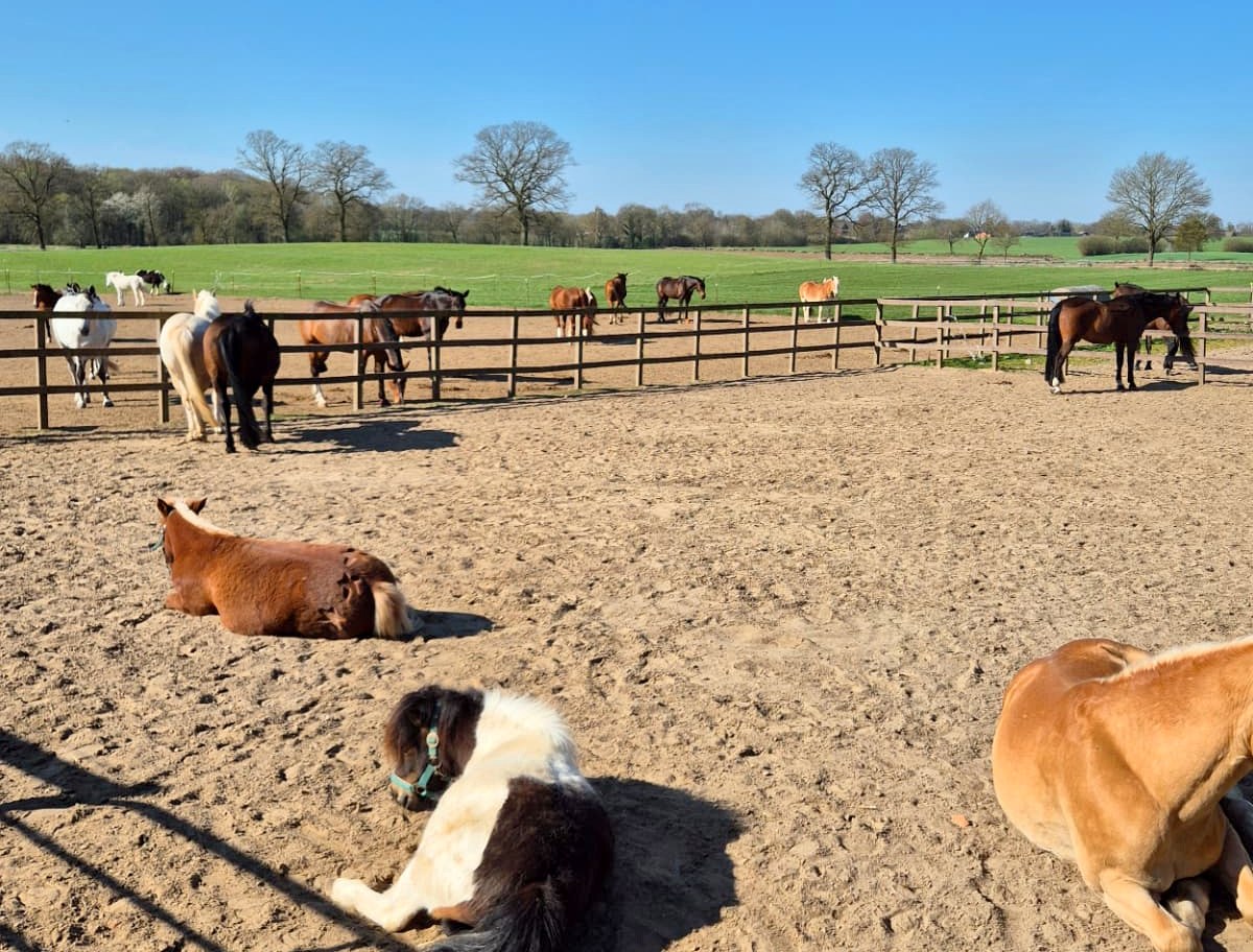 Pferde auf dem Winterpaddock