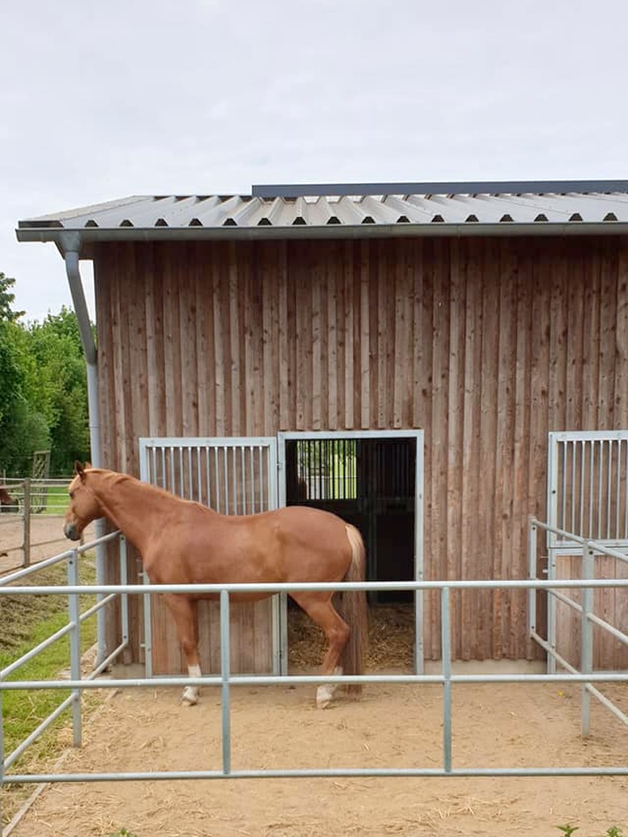 Paddockbox mit Auslauf