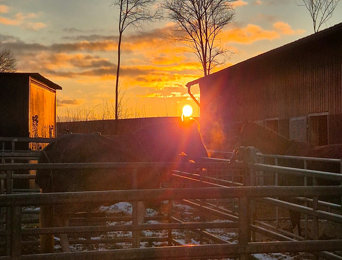Sonnenaufgang über der Weide