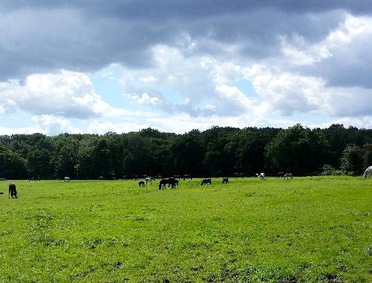Pferde auf der Weide